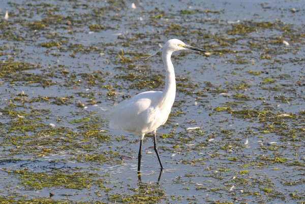 Little Egret