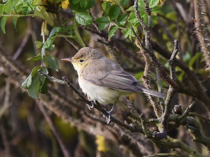 Melodious Warbler