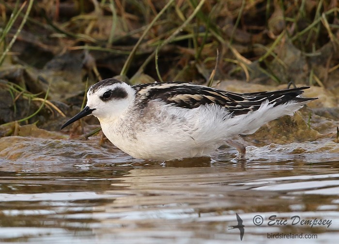 Red-necked Phalarope