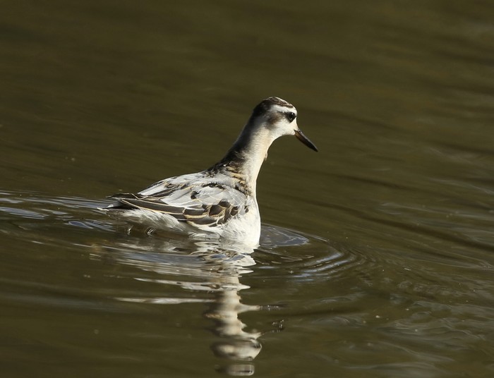 Grey Phalarope