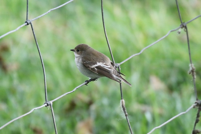Pied Flycatcher
