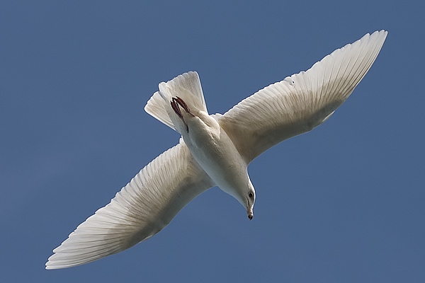 Glaucous Gull