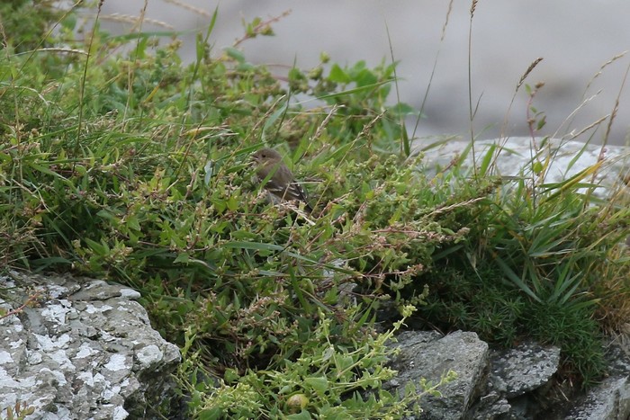 Common Rosefinch