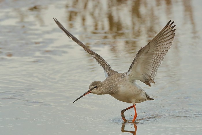 Spotted Redshank