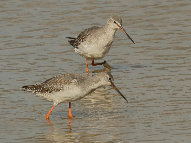 Spotted Redshank