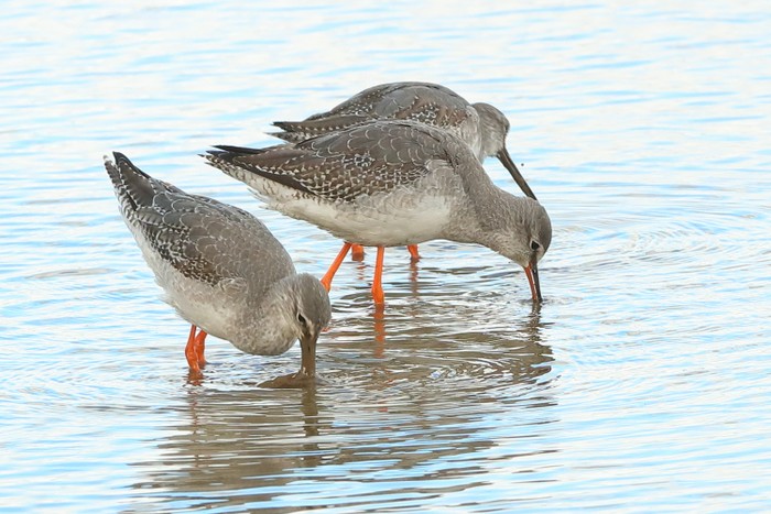 Spotted Redshank