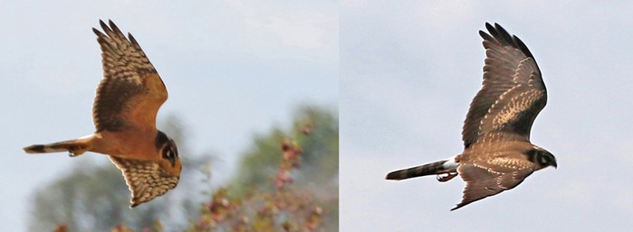 Pallid Harrier