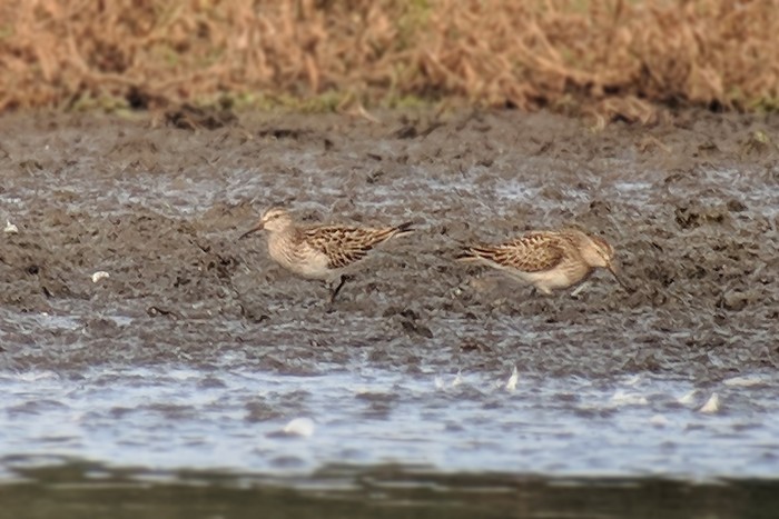Pectoral Sandpiper