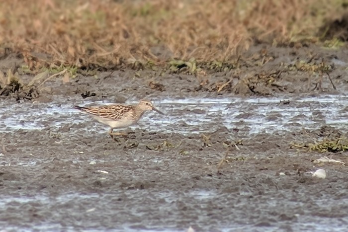 Pectoral Sandpiper