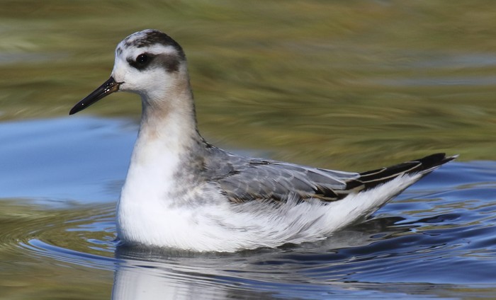 Grey Phalarope