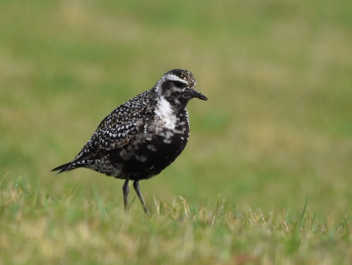 American Golden Plover