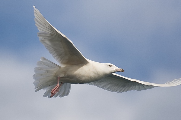 Glaucous Gull