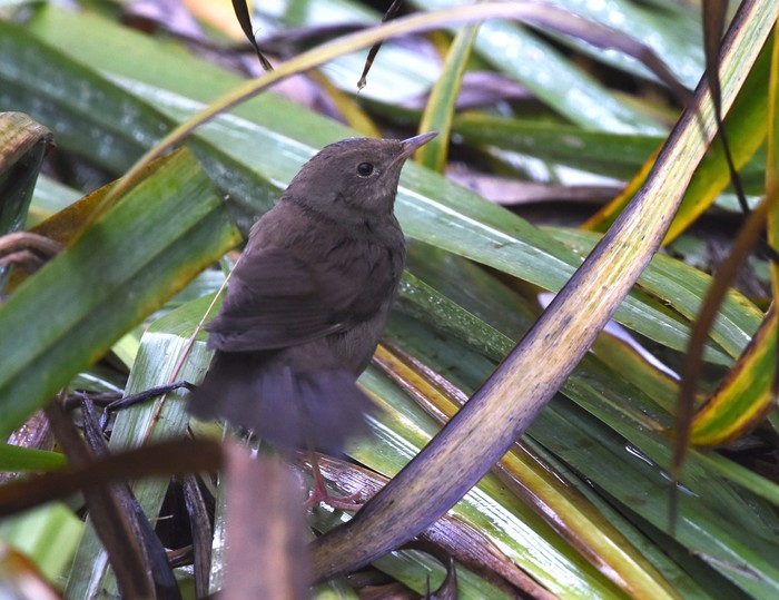 River Warbler