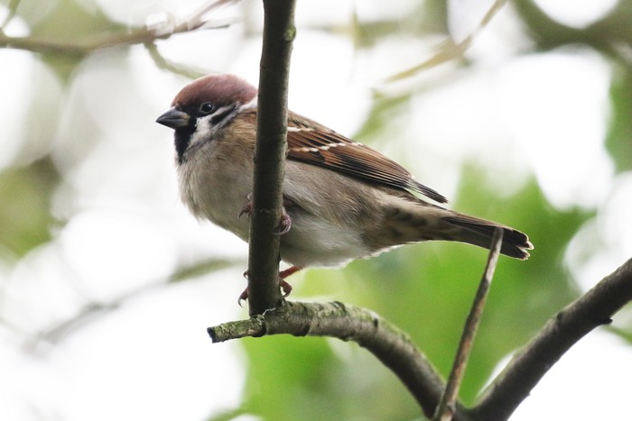Tree Sparrow