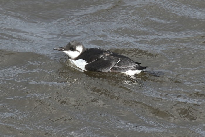 Guillemot