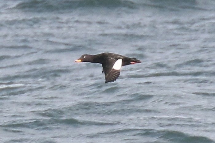 Velvet Scoter