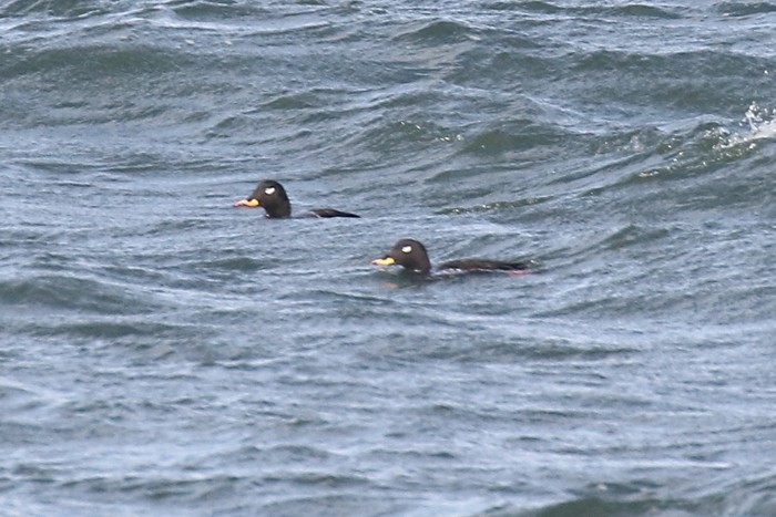 Velvet Scoter