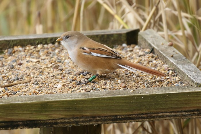 Bearded Tit