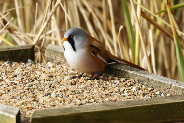 Bearded Tit