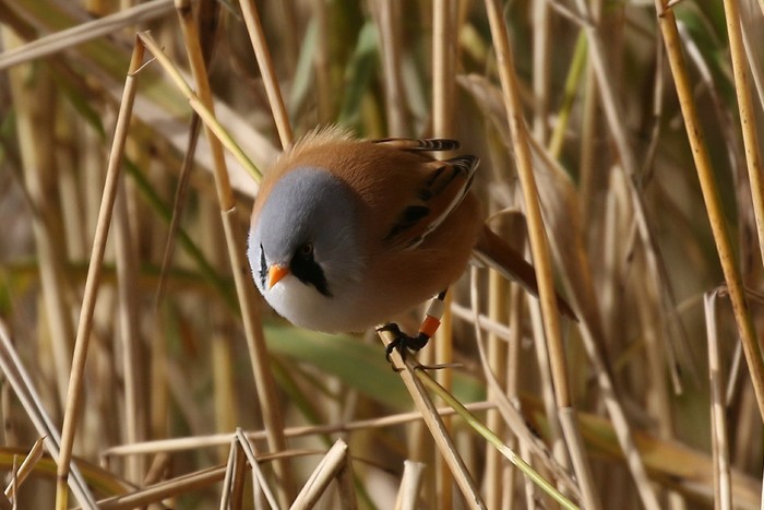 Bearded Tit