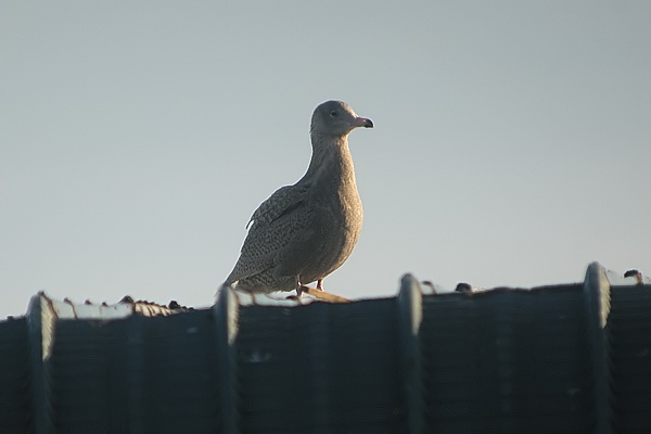 Glaucous Gull