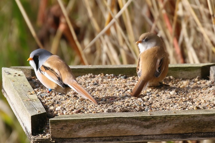 Bearded Tit