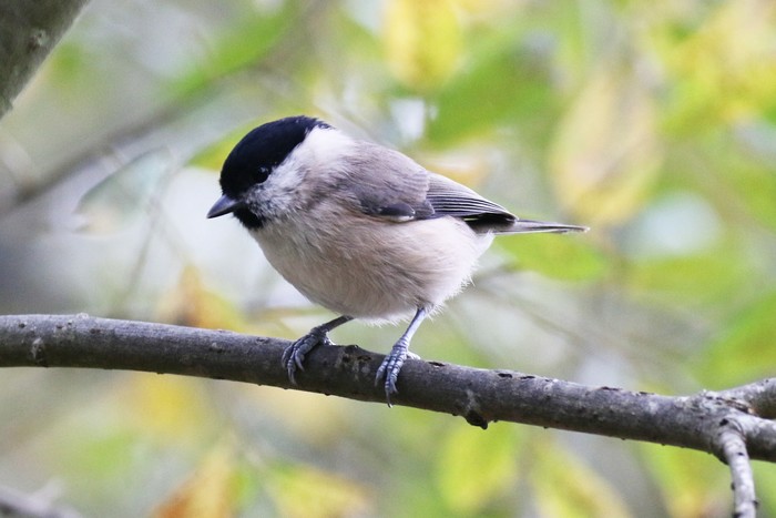 Marsh Tit