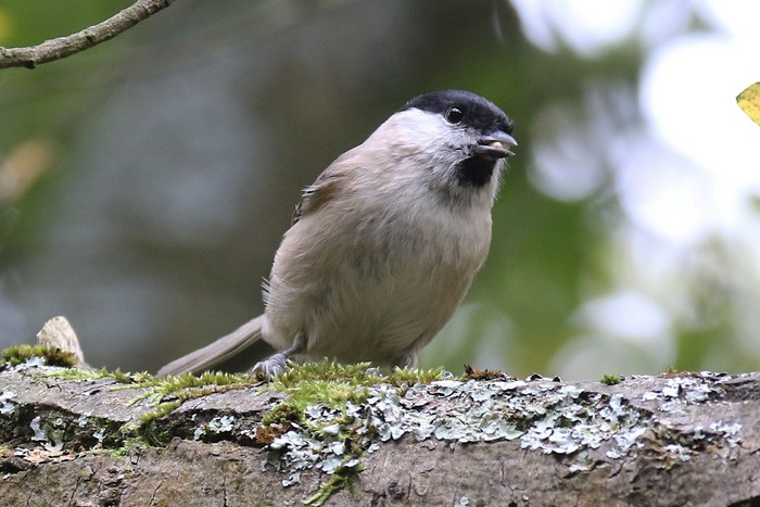 Marsh Tit