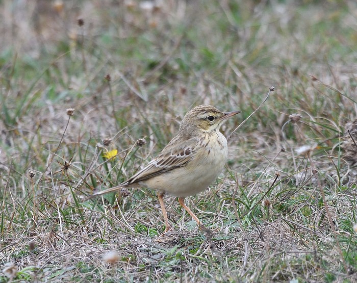 Tawny Pipit