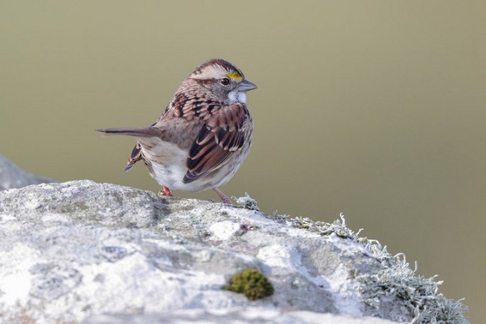 White-throated Sparrow