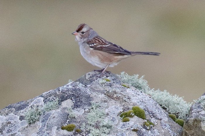 White-crowned Sparrow