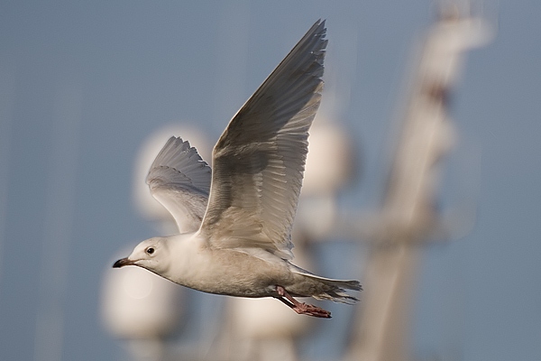 Iceland Gull