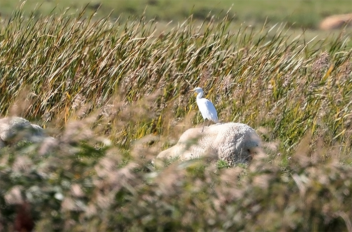 Cattle Egret
