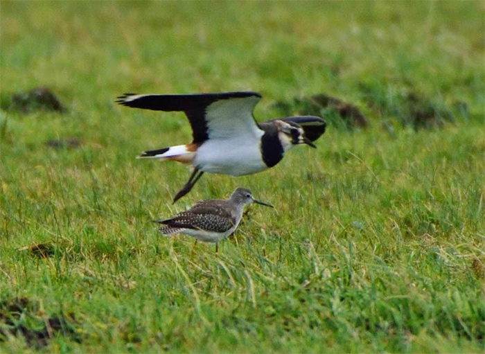 Lesser Yellowlegs