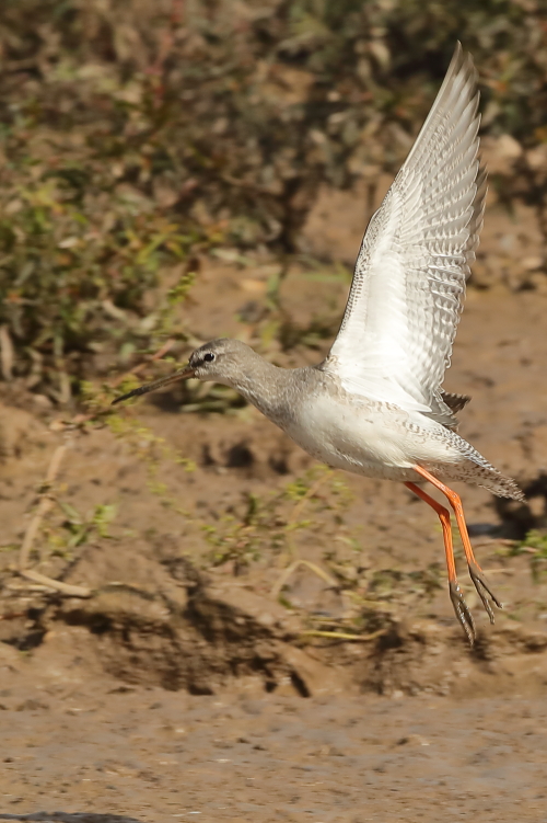 Spotted Redshank