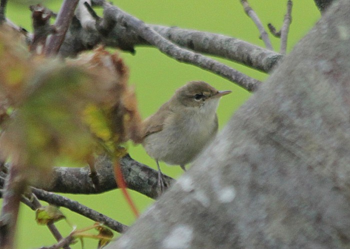 Blyth's Reed Warbler
