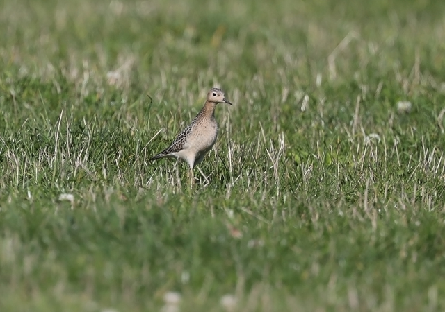 Buff-breasted Sandpiper