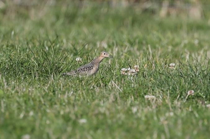 Buff-breasted Sandpiper