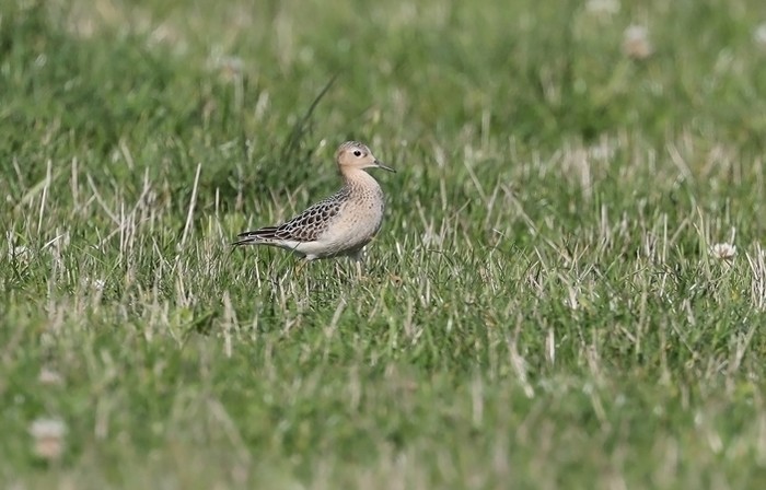 Buff-breasted Sandpiper