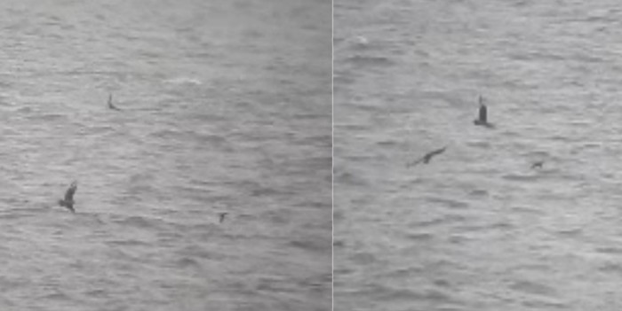 Leach's Petrel
