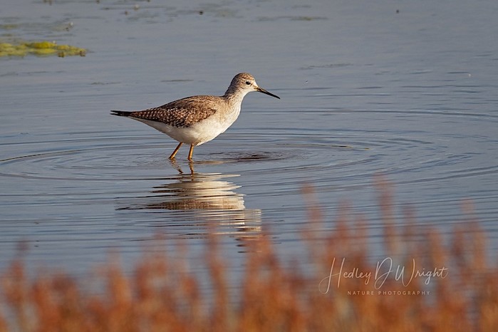 Lesser Yellowlegs
