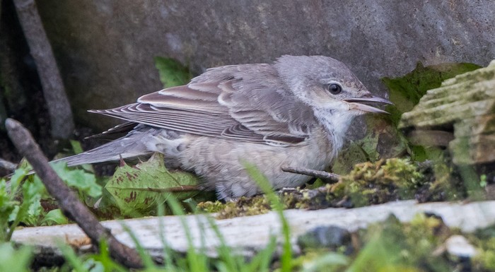 Barred Warbler