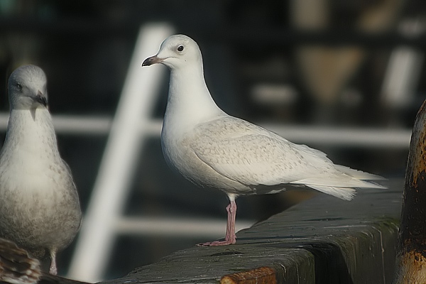 Iceland Gull