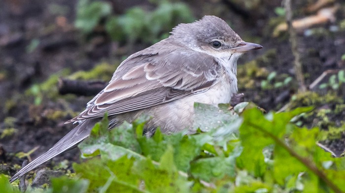 Barred Warbler