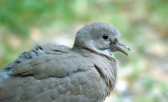 Collared Dove