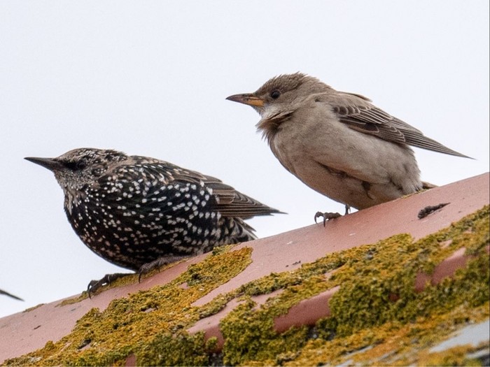 Rose-coloured Starling
