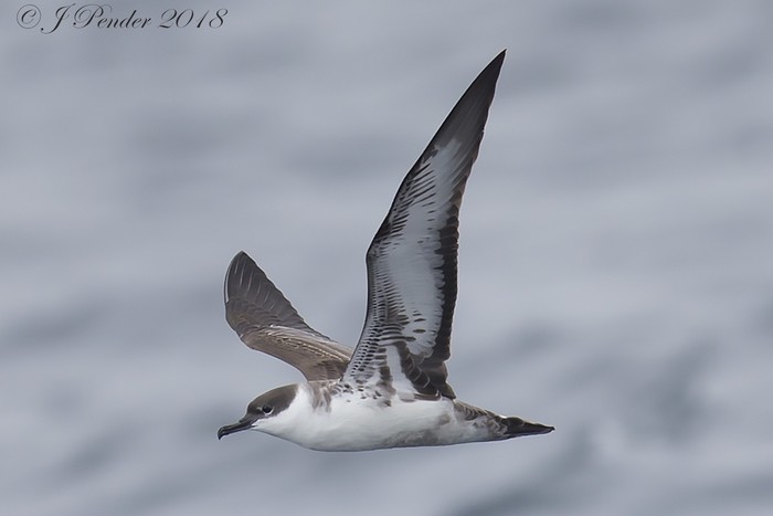 Great Shearwater