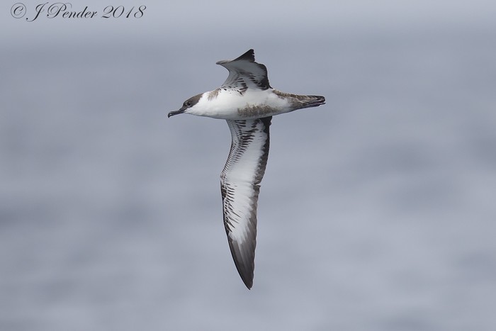 Great Shearwater
