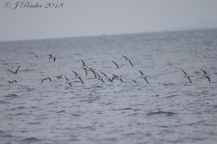 Great Shearwater