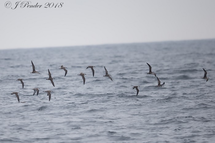 Great Shearwater